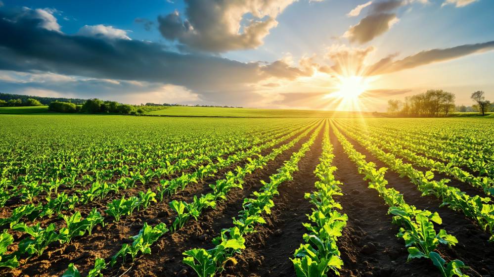 Expertise terres agricoles à Vallauris