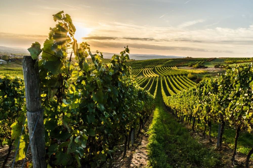 Expertises vignobles à Vallauris